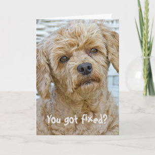 Carte Humour sur la vasectomie pour chien