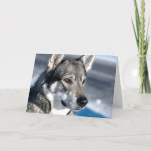 Carte Husky dans Note Neige