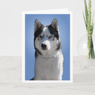 Carte Husky Sibérienne / Carte Malamute Alaskan vi