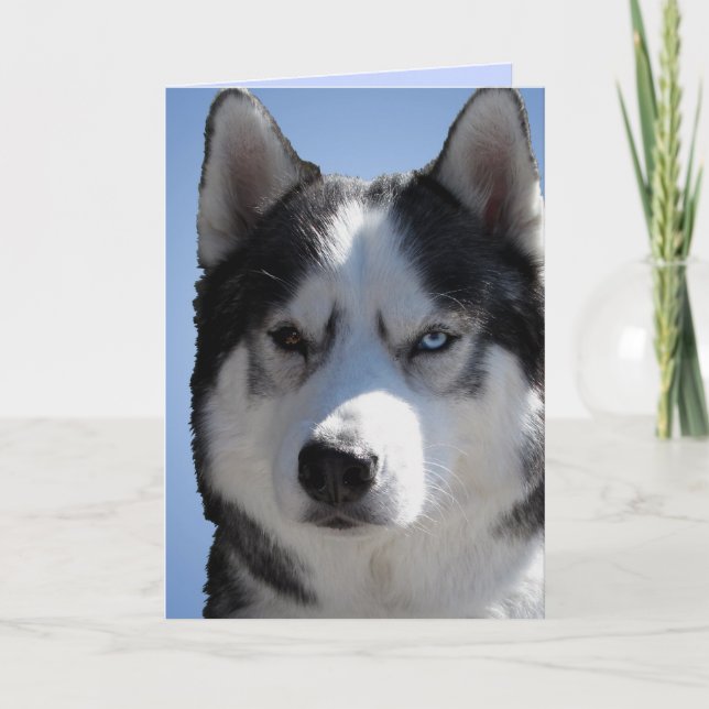 Carte Husky Sibérienne / Carte Malamute Alaskan vi (Devant)