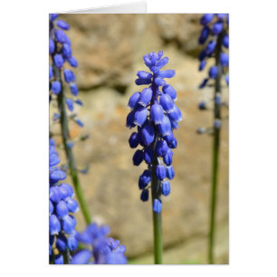 Carte Hyacinthe Muscari Graphe