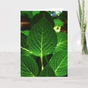 Carte "hydrangea leaves"