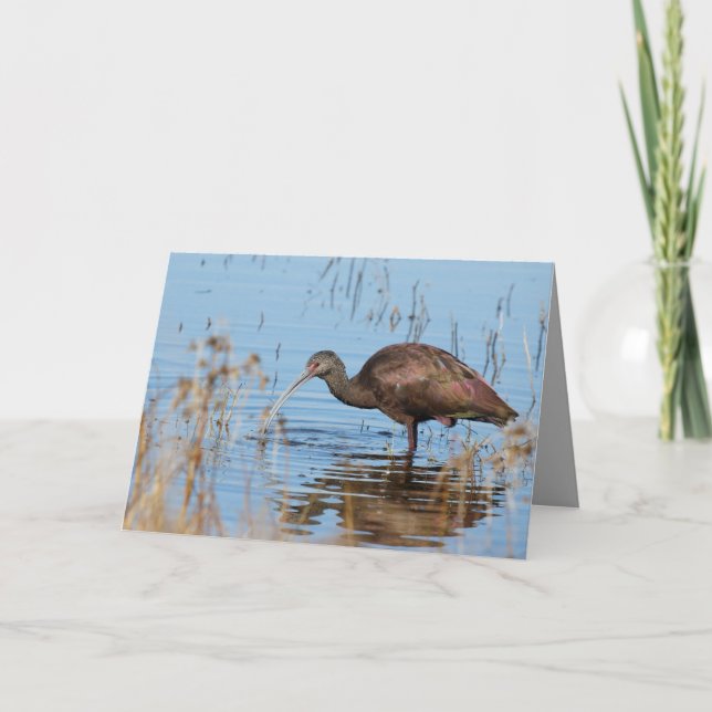 Carte Ibis (Devant)