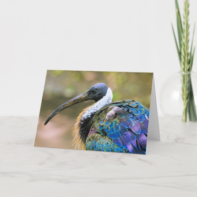 Carte Ibis (Devant)
