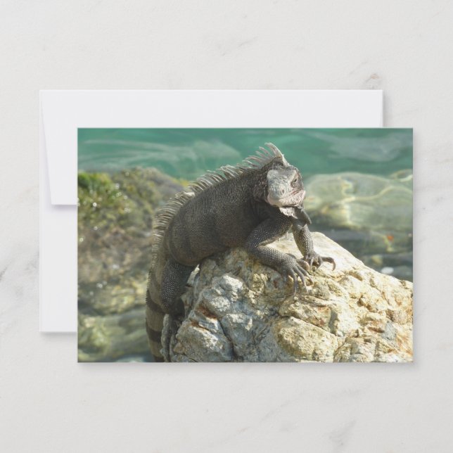 Carte Iguana sur les rochers à St. Thomas (Devant)