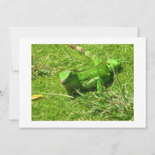 Carte Iguana verte en herbe