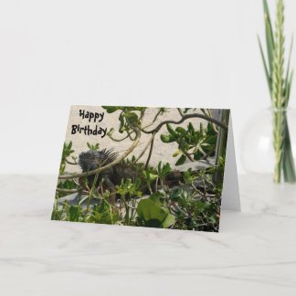 Carte Iguane