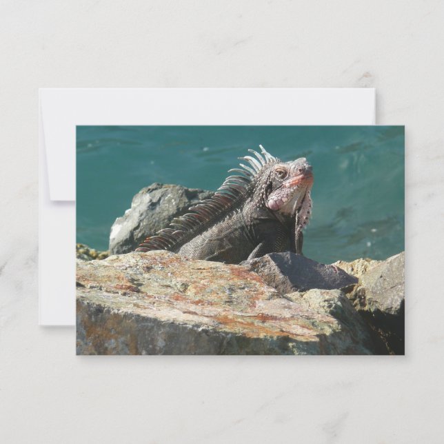 Carte Iguane à St-Thomas (Devant)