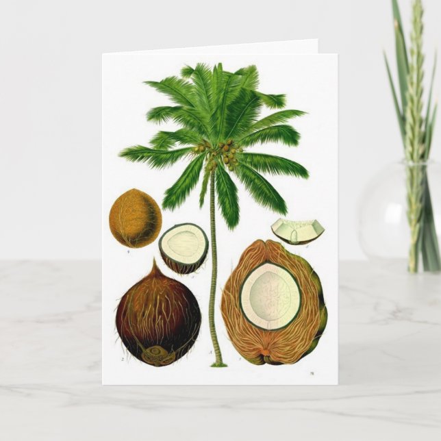 Carte Illustration botanique de l'arbre à coco (Devant)