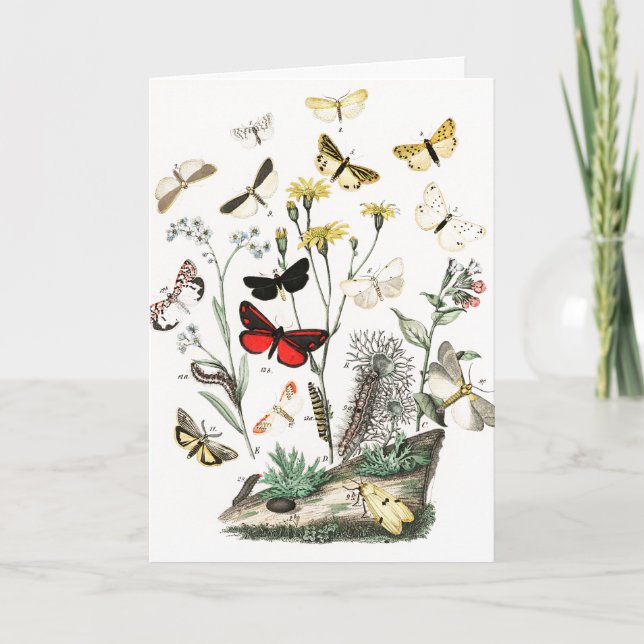 Carte Illustration d'art papillons vintage (Devant)