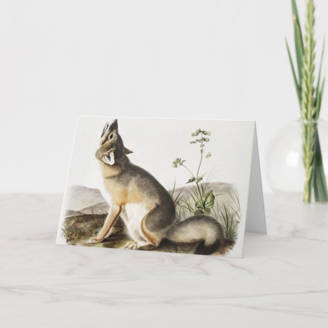 Carte Illustration de Fox (Vulpes velox) (Devant)