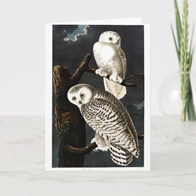 Carte Illustration de Snowy Owl par Audubon (Devant)