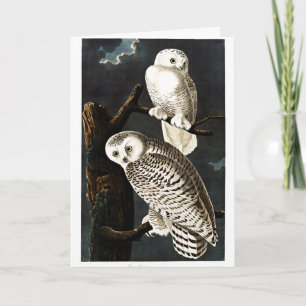 Carte Illustration de Snowy Owl par Audubon