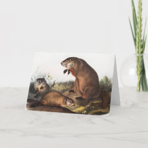 Carte Illustration de Woodchuck (Arctomys monax)