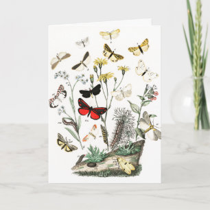 Carte Illustration des papillons vintages