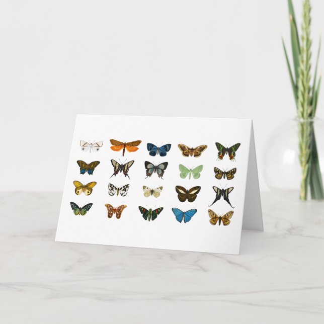 Carte Illustration des papillons vintages (Devant)