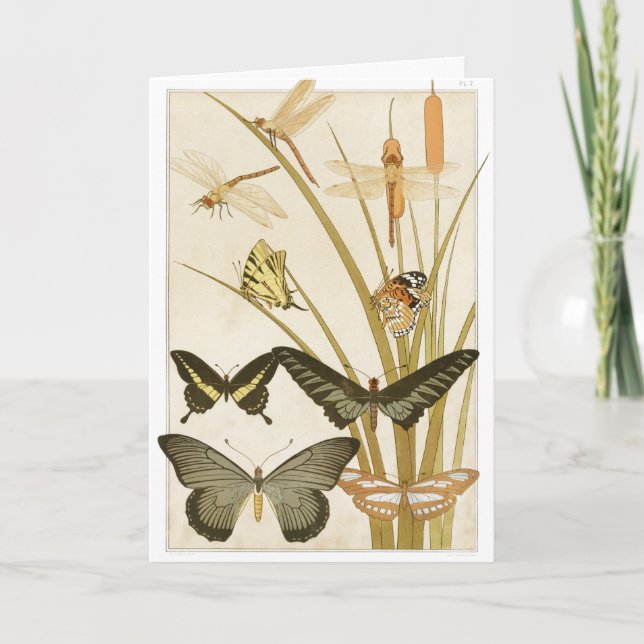 Carte Illustration des papillons vintages (Devant)