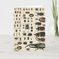 Illustration du coléoptère vintage