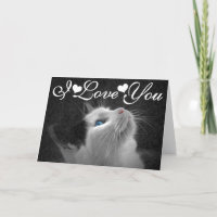 Image de photo de chat observée par bleu je t'aime