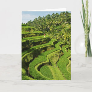 Carte Indonésie, Bali  Rizières