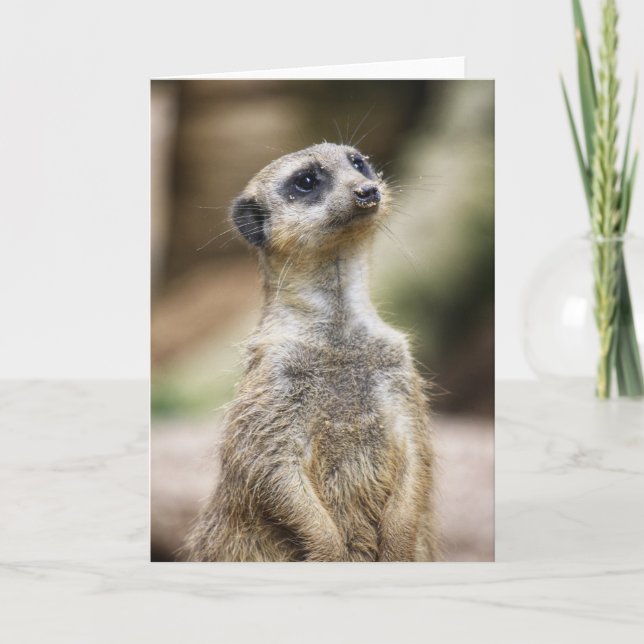 Carte InquisitiveMeerkat (Devant)