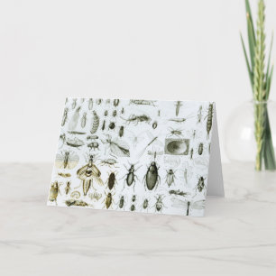 Carte Insectes Entomologiques