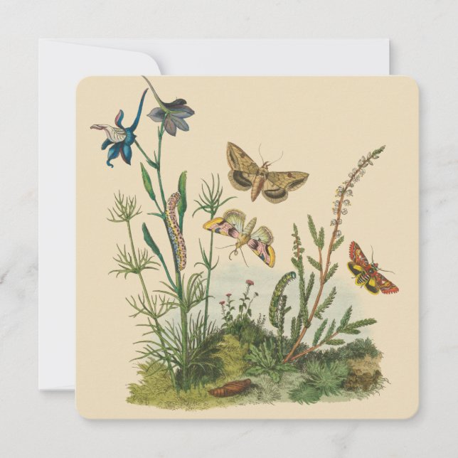 Carte Insectes vintages, Papillons, Caterpillar (Devant)