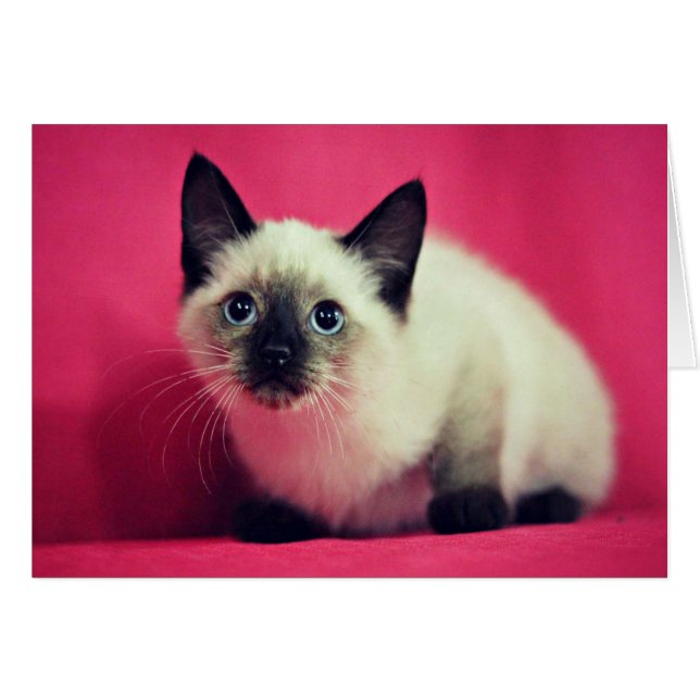 Carte intérieure en blanc Kitten Siamese (Devant horizontal)