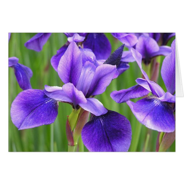 Carte Iris (Devant Horizontal)