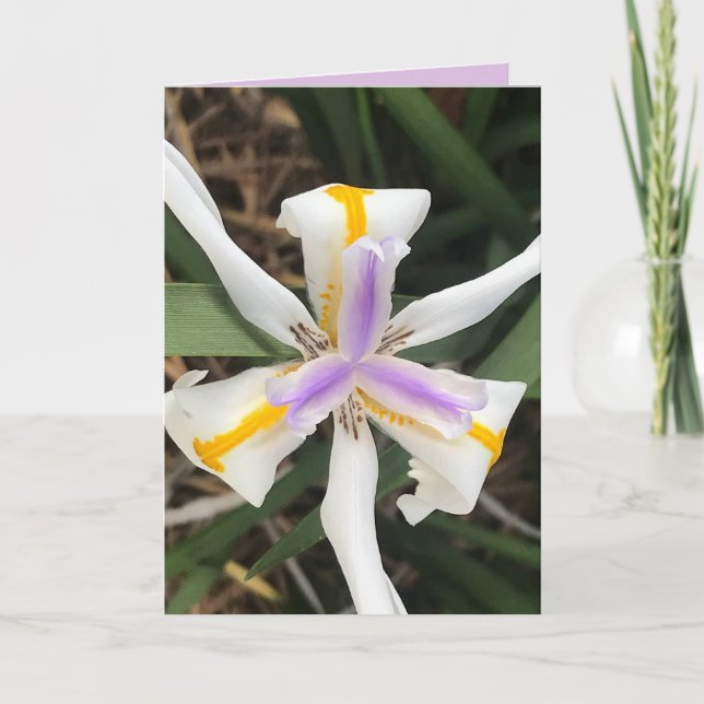 Carte Iris Africaine Quinzaine Lily (Devant)