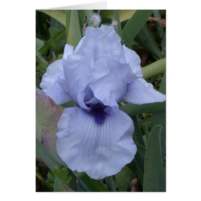 Carte Iris Bleue Awsome (Devant)