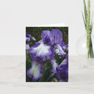 Carte Iris pourpre et blanc, anniversaire spécial