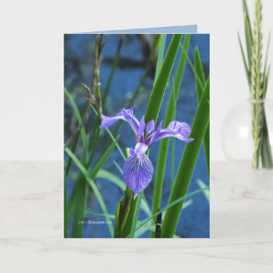 Carte Iris sauvage