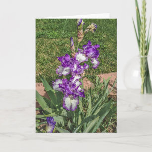 Carte Iris violet et blanc - Fête des mères, va bien