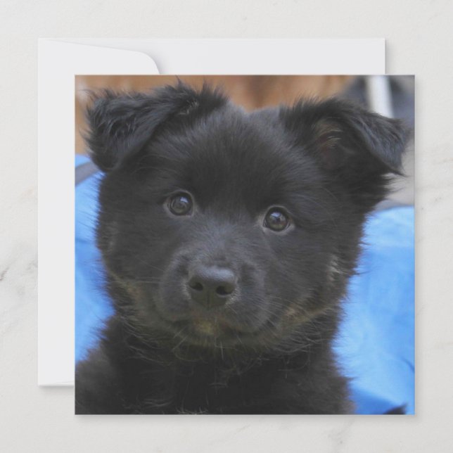 Carte Irish Sheepdog 2014-0805 (Devant)