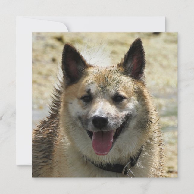 Carte Irish Sheepdog 2014-0807 (Devant)