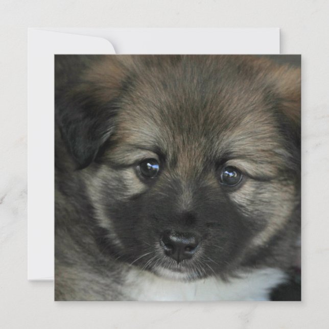 Carte Irish Sheepdog 2014-0808 (Devant)