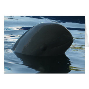 Carte Irrawaddy Dolphin Peek-A-Boo