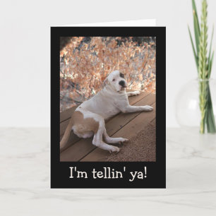Carte Irrésistible Porch Dog Get Well Card