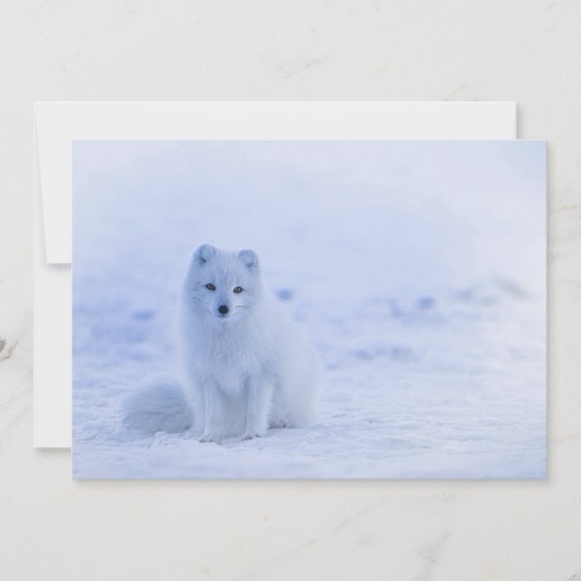 Carte Islande Renard arctique (Devant)