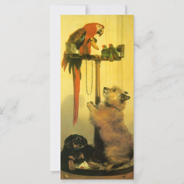 Carte Islay, Tilco, un Macaw et des Inséparables de Land (Devant)