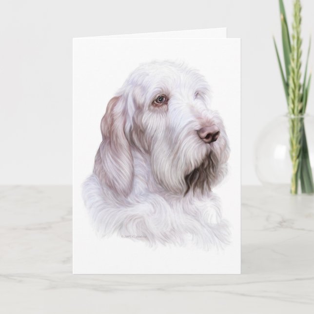 Carte Italien Spinone Italiano (Devant)