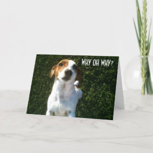 Carte JACK RUSSELL "40ème" ANNIVERSAIRE CONFUSÉ