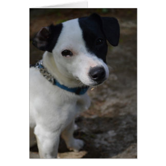 Carte Jack Russell Terrier