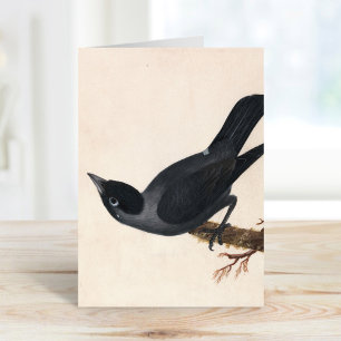 Carte Jackdaw William Lewin