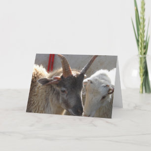 Carte Jacob Crossbred Sheep