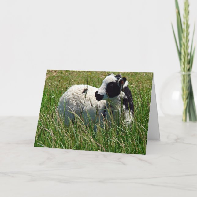 Carte Jacob Ram Lamb Fête des mères (Devant)
