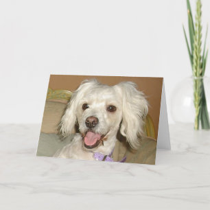 Carte J'adore mon petit chien blanc Poodle / Bichon Mix