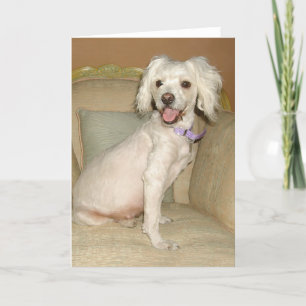 Carte J'adore mon petit chien blanc Poodle / Bichon Mix
