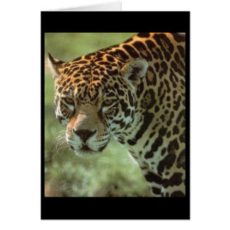 carte jaguar